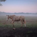 Allergies Horse - brown horse standing on green grass near fence