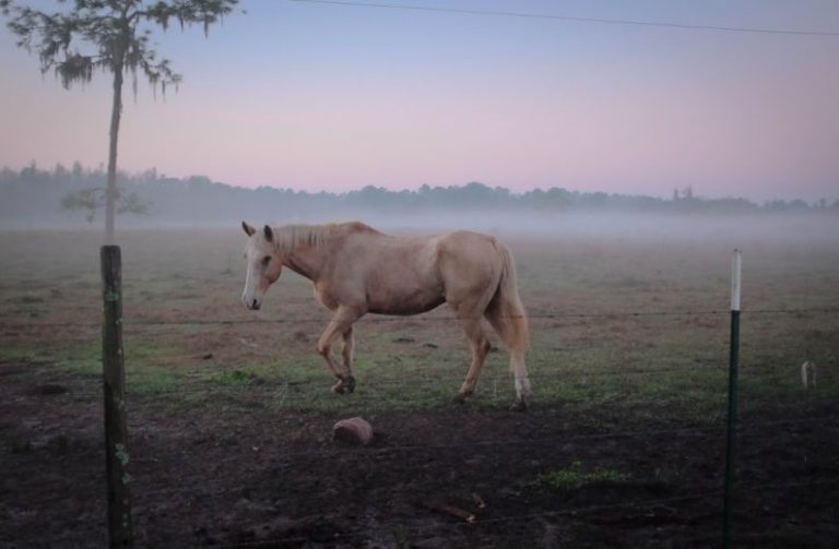 Allergies Horse - brown horse standing on green grass near fence