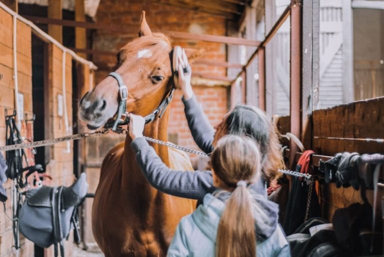 Horse Grooming - girl in blue jacket holding brown horse