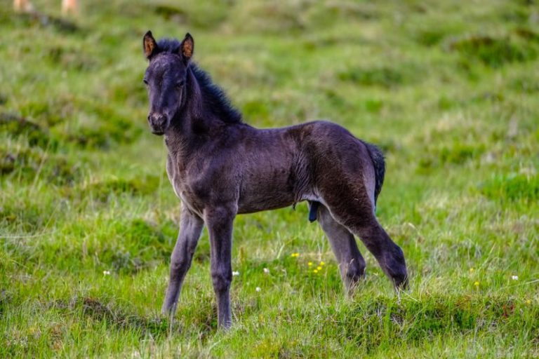 Genetics Horse - shallow focus photography of black donkey