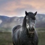 Stallion Selection - bokeh photography of a black horse