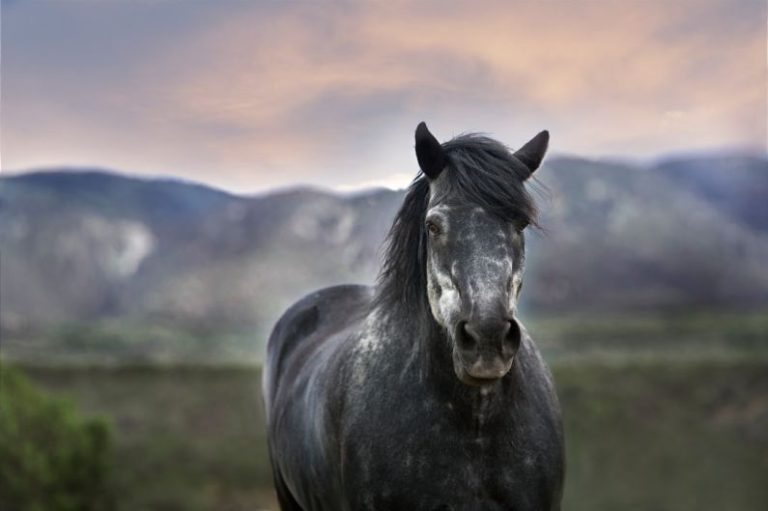 Stallion Selection - bokeh photography of a black horse