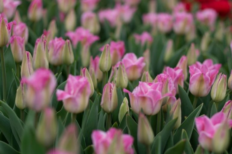 Ethics Breeding - pink tulips in bloom during daytime