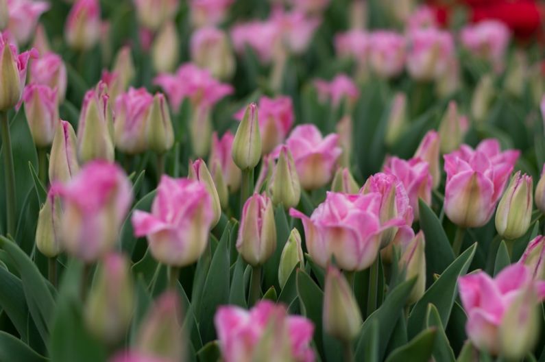 Ethics Breeding - pink tulips in bloom during daytime